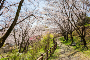 日本の風景　春の埼玉県越生町　さくらの山公園の桜
