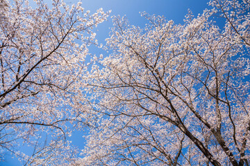日本の風景　春の埼玉県越生町　さくらの山公園の桜