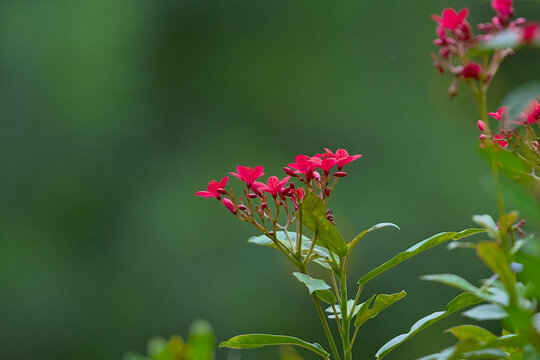 Red Indian Jatropha flower and green background