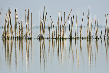 A collection of bamboo in a lake for fishing