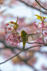 The Japanese White eye.The background is winter cherry blossoms. Located in Tokyo Prefecture Japan.
