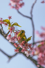 The Japanese White eye.The background is winter cherry blossoms. Located in Tokyo Prefecture Japan.