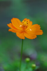 幻想的なキバナコスモス