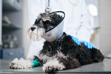 Dog in plastic collar with fixed paw at the veterinarian