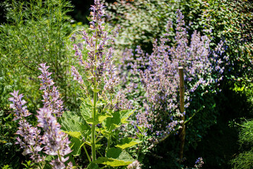 Salvia sclarea in the garden - 769355375