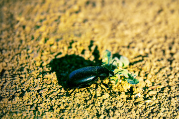 Pentoden beetle (Pentodon idiota) on limestone rubble in the steppe. Crimea
