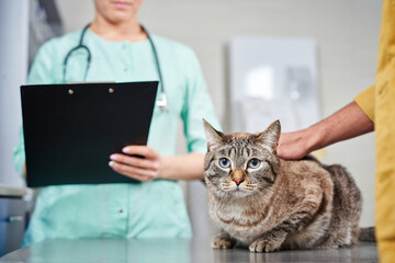 Domestic cat at veterinarian with the owner
