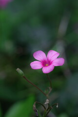 Fototapeta premium シックなイモカタバミ