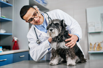 Domestic terrier dog at the veterinarian visit