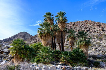 Fototapeta na wymiar lost palms oasis in mojave desert with distant mountains under a blue sky