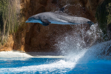 Ein springender Delfin während einer Show in der Seitenansicht - obrazy, fototapety, plakaty