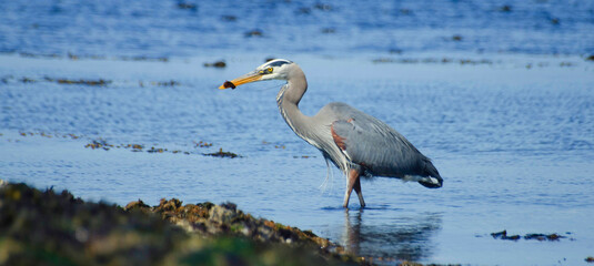 Great blue heron fishing 5