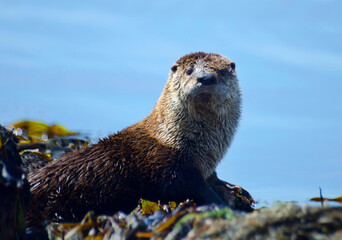 Otter in a bed of algae by the shore 2