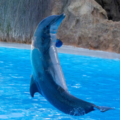 Ein springender Delfin in der Seitenansicht © HPE
