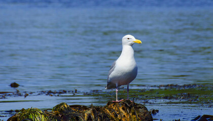 Seagull on a rock 1