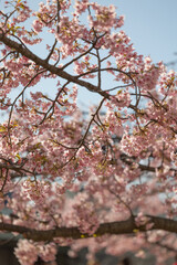 Fototapeta premium Close up Kawazu Sakura cherry trees in full bloom during sunset former Nakagawa, Tokyo Japan