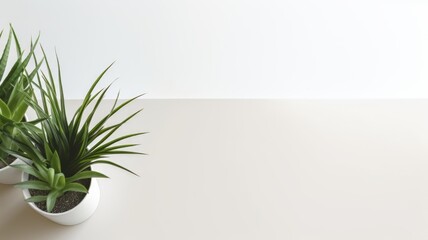On a white table sits a green plant in a white pot, characterized by its leafy appearance, against a blank copyspace background concept.