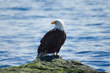 Bald eagle on a rock by the ocean 3