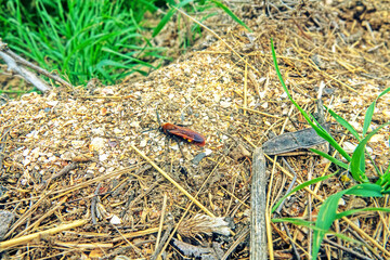 Mammoth wasp (Megascolia maculata, female, largest Hymenoptera) moves through dung in search of rhinoceros beetle (Oryctes nasicornis) larva. Coastal dune of Azov Sea. Arabatskaya strelka, Crimea