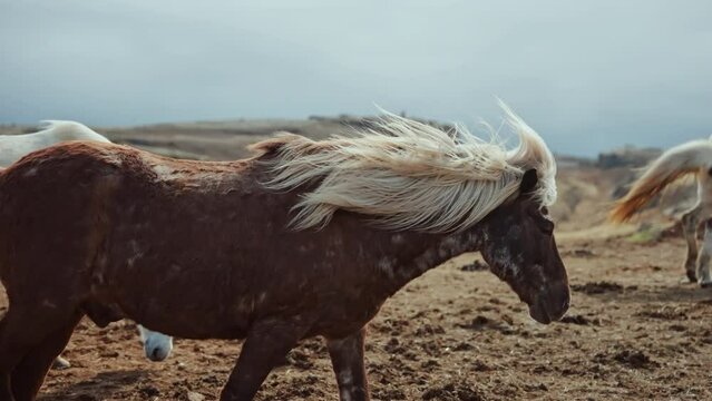 Slow motion shot of a group of Icelandic horses chilling outdoors in rough Icelandic landscape.