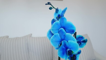 Blooming blue orchid flowers against a window background. Clean close-up shot with DOF. Blue Phalaenopsis orchid. Home decoration.