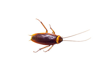 Dead cockroach isolated on transparent background.