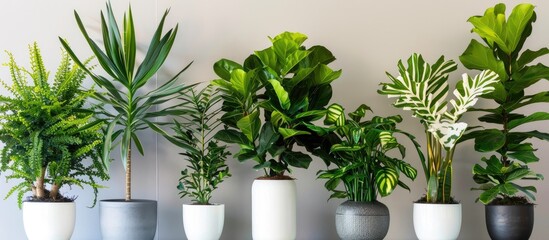 Top Indoor Plants for a Refreshing Atmosphere