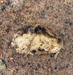 Dead Norway lemming (Lemmus lemmus) are everywhere after excessive reproduction and migration. North Scandinavia
