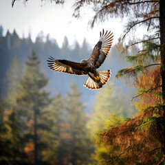 Obraz premium Common buzzard (Buteo buteo) in flight