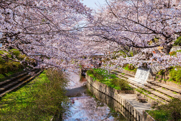 日本の風景　春の埼玉県鴻巣市　元荒川の桜並木
