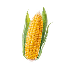 Watercolor hand drawn illustration of corn. Stock clip art.