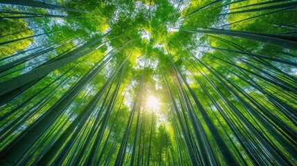 Fototapeta na wymiar Sunburst Through Verdant Bamboo Canopy A vibrant sunburst pierces the verdant canopy of a bamboo grove, creating a stunning visual symphony of light and lush greenery.