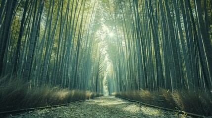 Sunlight Filtering Through a Bamboo Forest Sunlight dapples through the towering stalks of a serene...