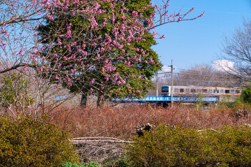電車と桃の花
