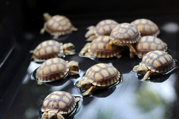 Baby African Spurred Tortoise Drink Water,cute animal
