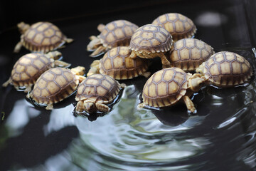 Baby African Spurred Tortoise Drink Water,cute animal