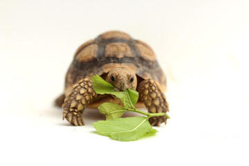 Cute small baby African Sulcata Tortoise in front of white background, African spurred tortoise...