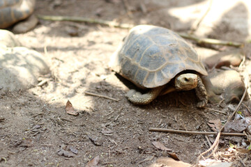 Elongated tortoise in the nature, Indotestudo elongata ,Tortoise sunbathe on ground with his protective shell ,Tortoise from Southeast Asia and parts of South Asia ,High yellow Tortoise