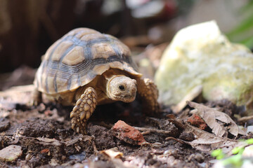 African Sulcata Tortoise Natural Habitat,Close up African spurred tortoise resting in the garden,...