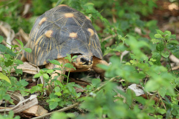 Portrait of radiated tortoise,The radiated tortoise eating flower ,Tortoise sunbathe on ground with his protective shell ,cute animal ,Astrochelys radiata ,The radiatedtortoise from Madagascar
