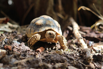 African Sulcata Tortoise Natural Habitat,Close up African spurred tortoise resting in the garden,...