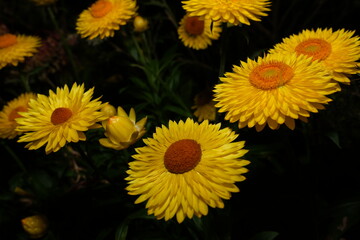 Golden Eternity, Strawflower