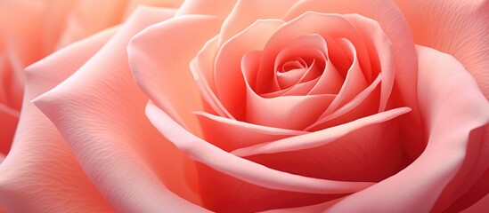 A close up of a beautiful pink hybrid tea rose, showcasing its delicate petals against a clean white background. A stunning image for garden roses or event decor