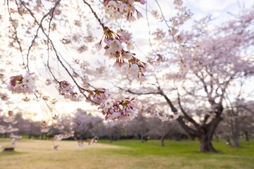 Fototapeta premium 北海道森町-早朝のオニウシ公園の桜-04