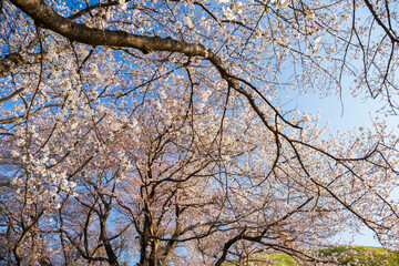日本の風景　春の埼玉県行田市　さきたま古墳公園の桜