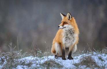 Fototapeta premium Fox ( Vulpes vulpes ) in winter scenery