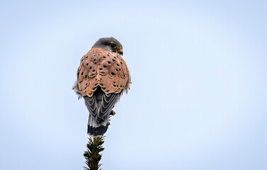Common kestrel bird ( Falco tinnunculus )