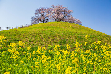 日本の風景　春の埼玉県行田市　さきたま古墳公園の桜
