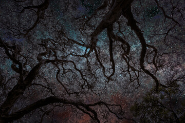 Night full star sky with tree branch silhouette textures foreground.  
