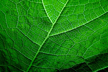 Green leaf texture background. 